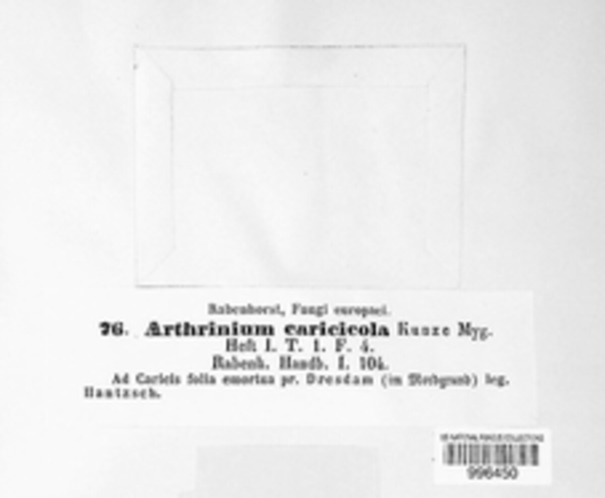 Arthrinium caricicola image